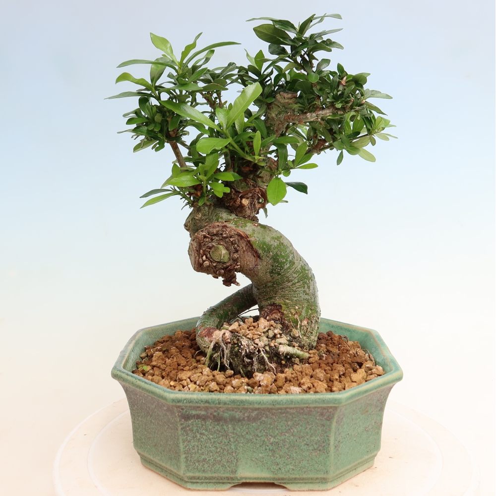Bonsaï de chambre - Gardenia jasminoides-Gardenia