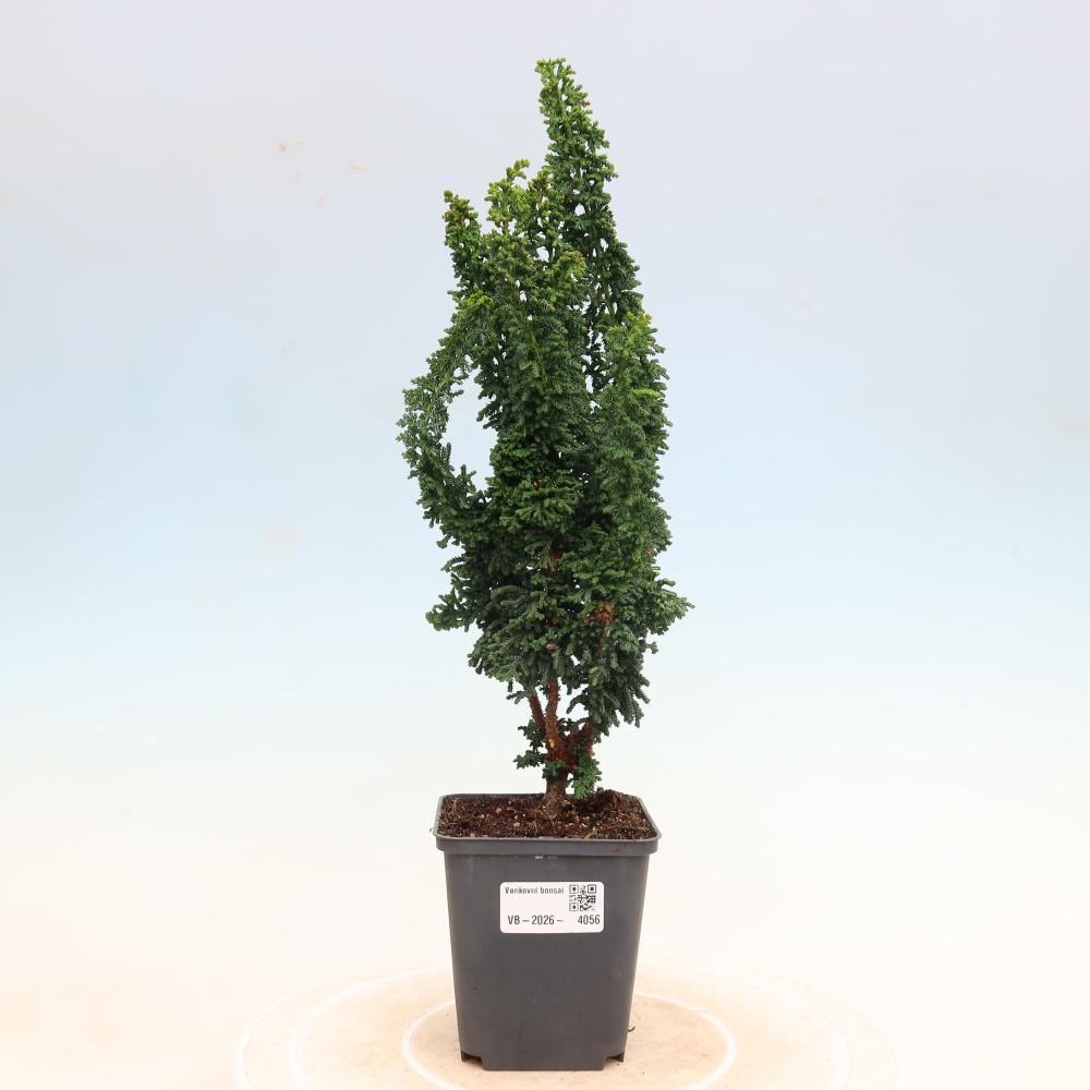 Bonsaï d'extérieur - Cham. obtusa SEKKA HINOKI - Cyprès