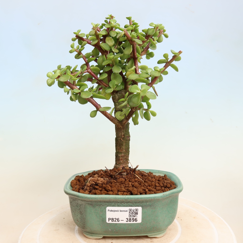 Bonsaï de chambre - Portulakaria Afra - Tlustice