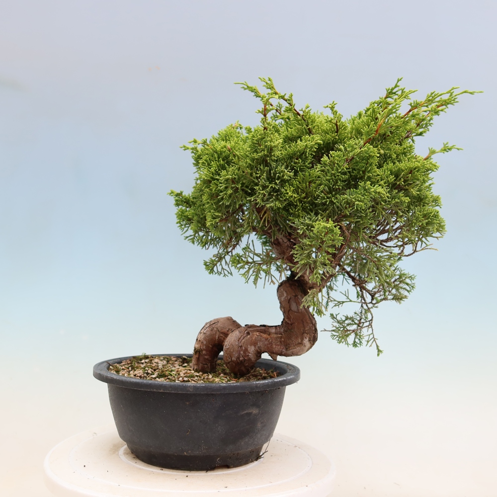 Bonsaï d'extérieur - Juniperus chinensis Itoigawa-Juniperus chinensis