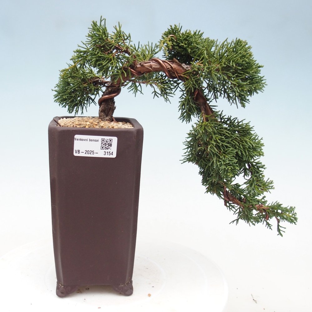 Bonsaï d'extérieur - Juniperus chinensis Kishu