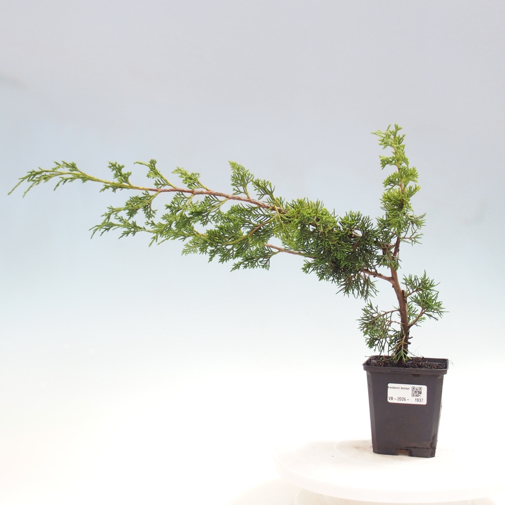 Bonsaï d'extérieur - Juniperus chinensis Itoigawa