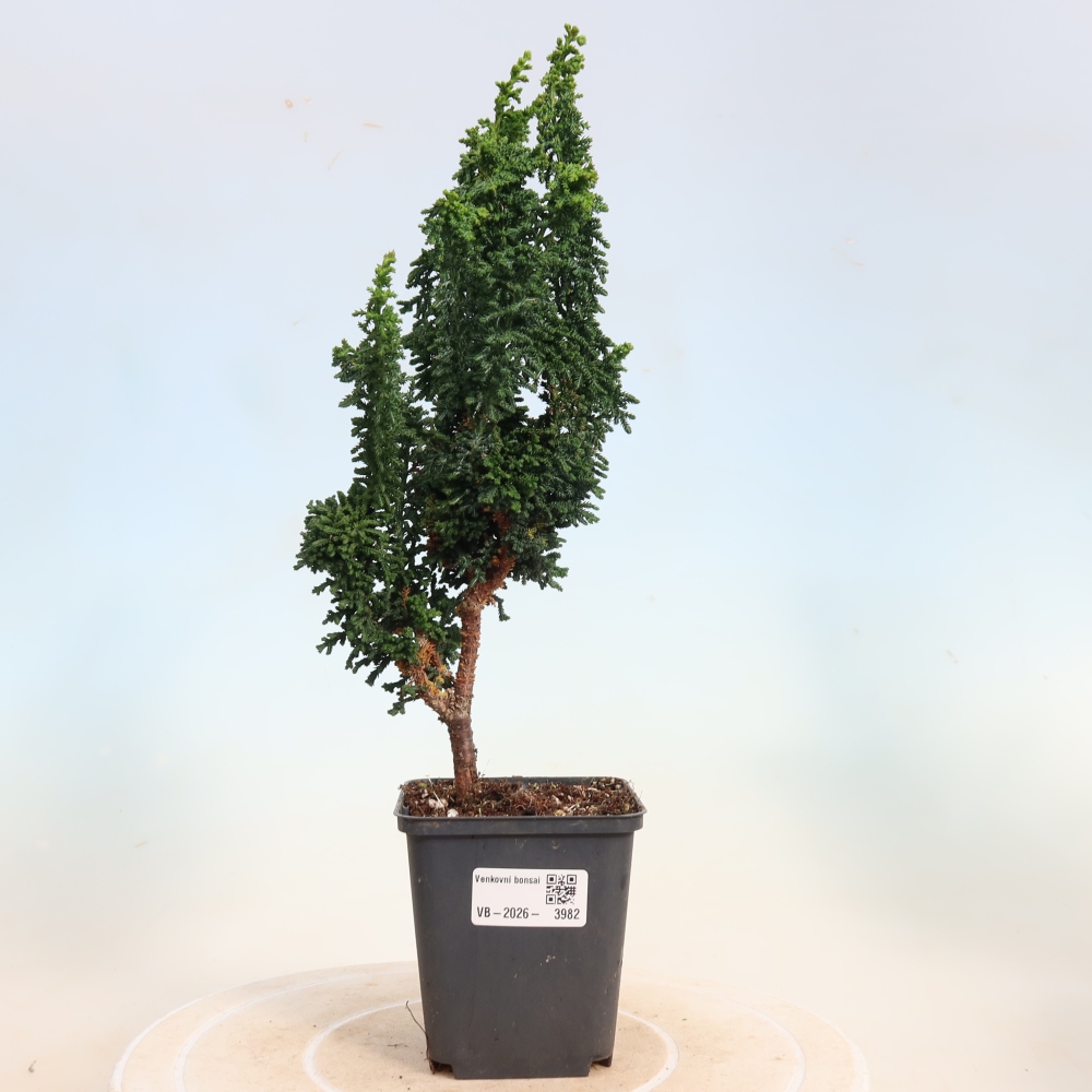 Bonsaï d'extérieur - Cham. obtusa SEKKA HINOKI - Cyprès
