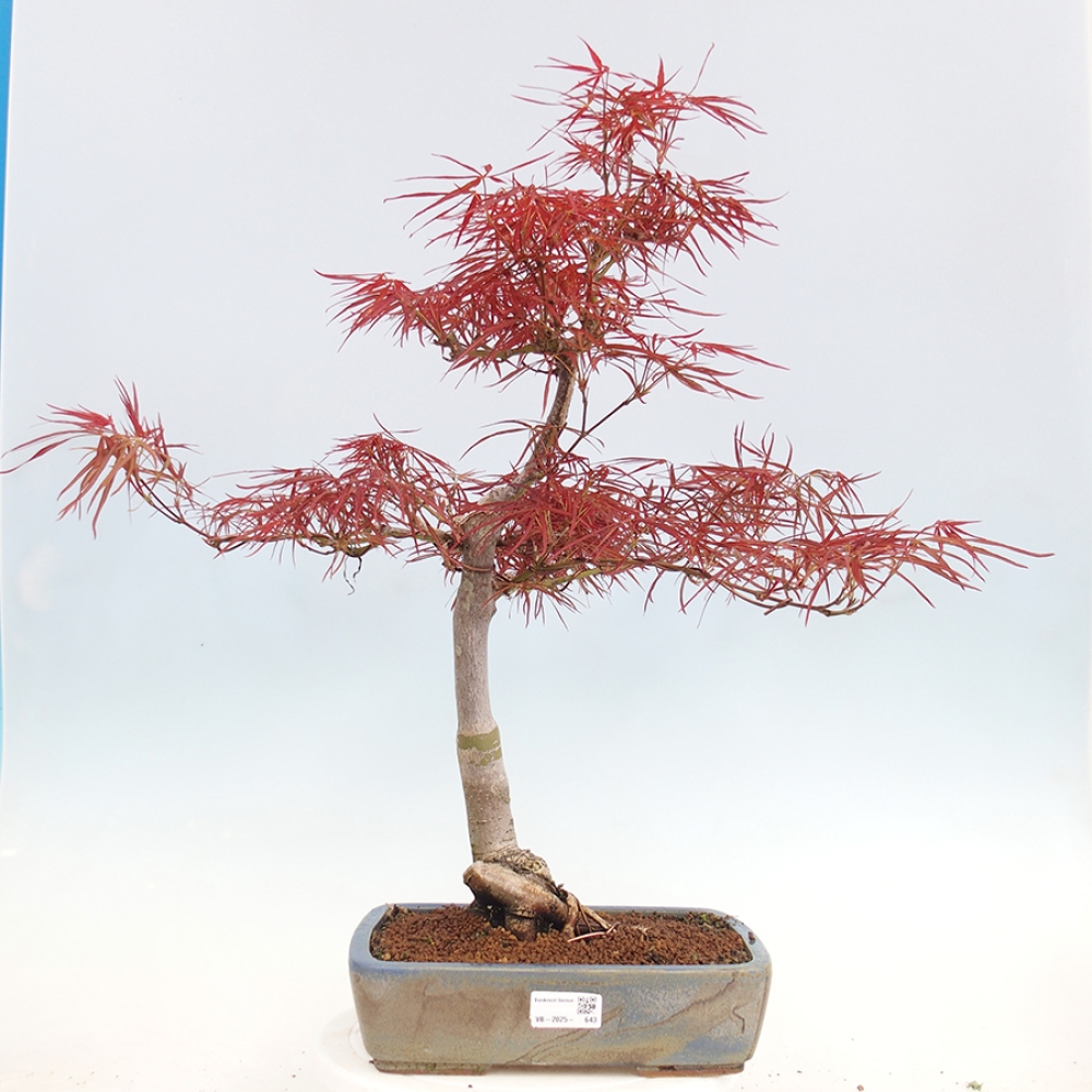 Bonsaï d'extérieur - Acer palmatum RED PYGMY