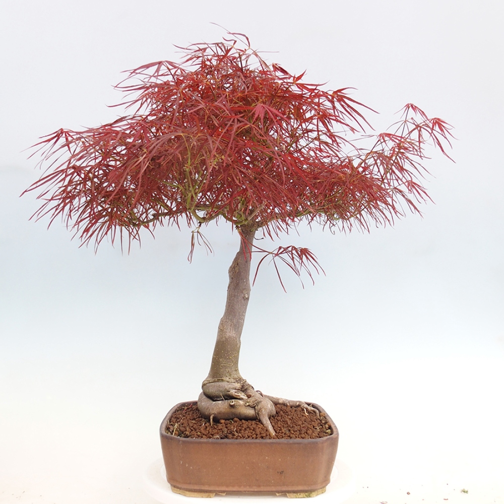 Bonsaï d'extérieur - Acer palmatum RED PYGMY