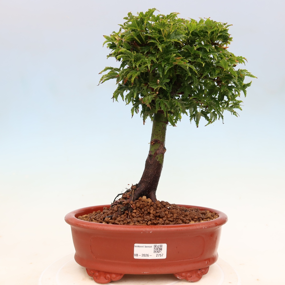 Bonsaï d'extérieur -Javor palm Acer palmatum Shishigashira