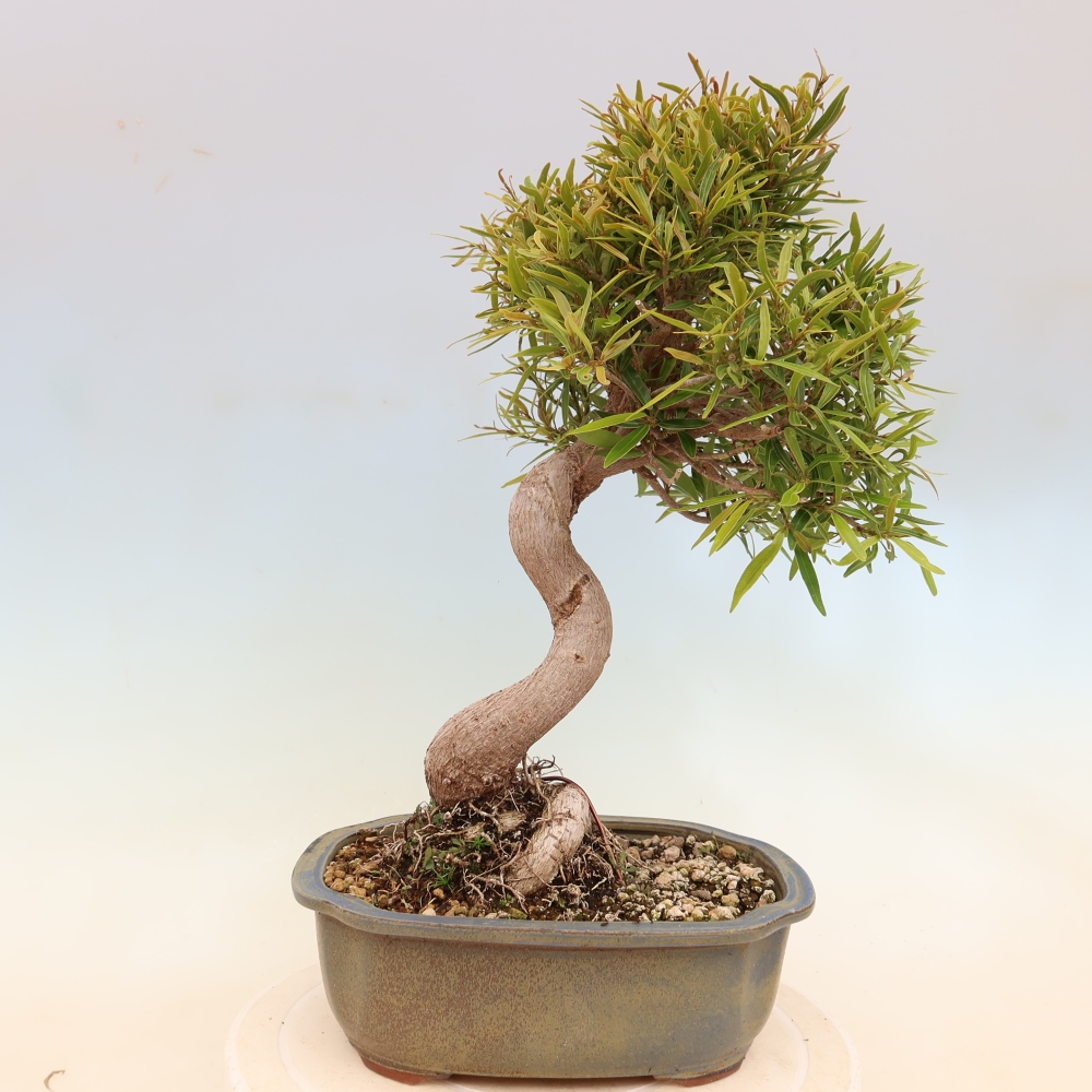 Salle bonsaï - Ficus nerifolia - ficus à petites feuilles