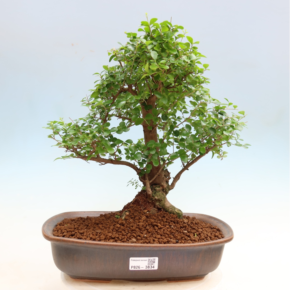 Bonsaï de chambre -Ligustrum retusa - bec d'oiseau à petites feuilles
