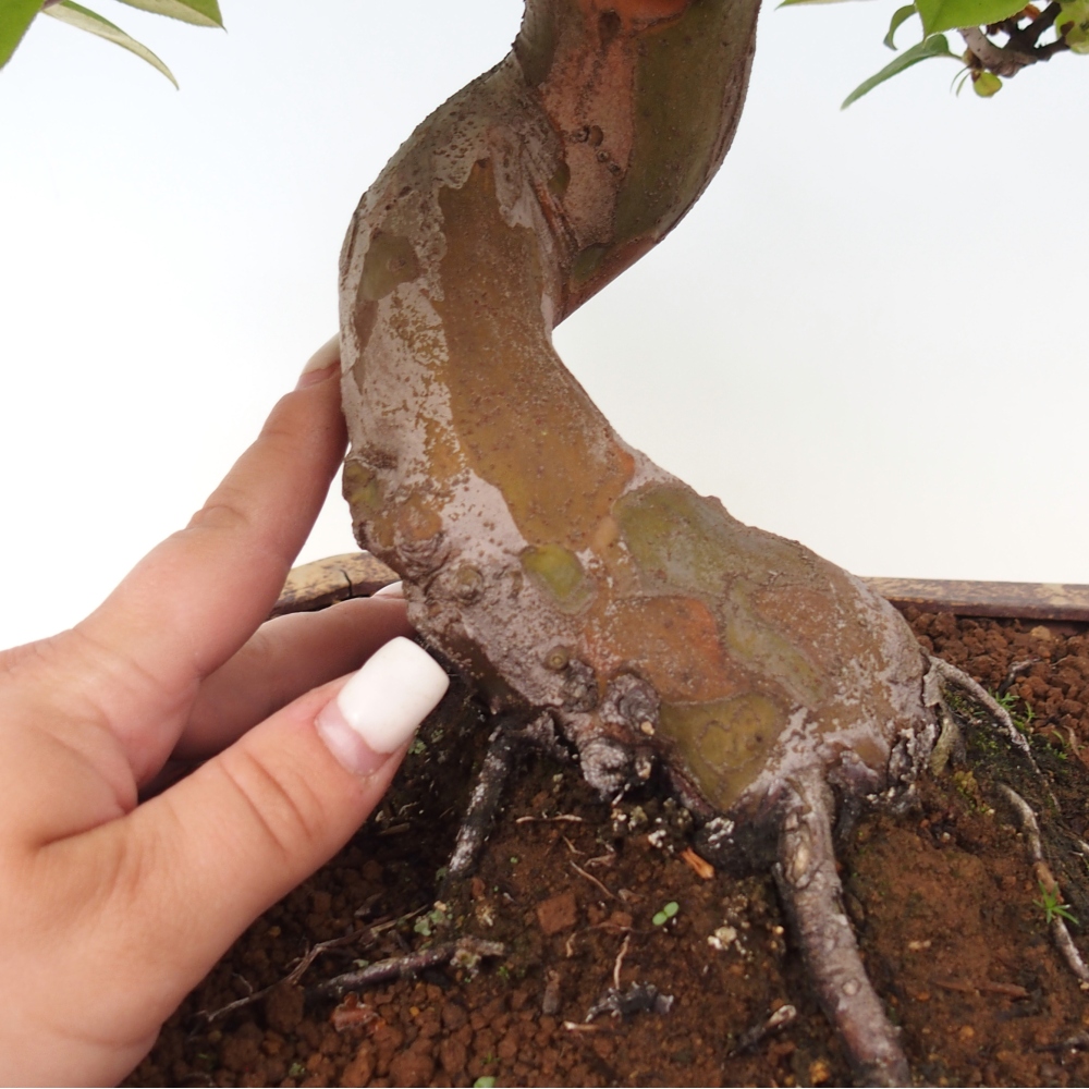 Bonsaï d'extérieur - Pseudocydonia sinensis - cognassier chinois