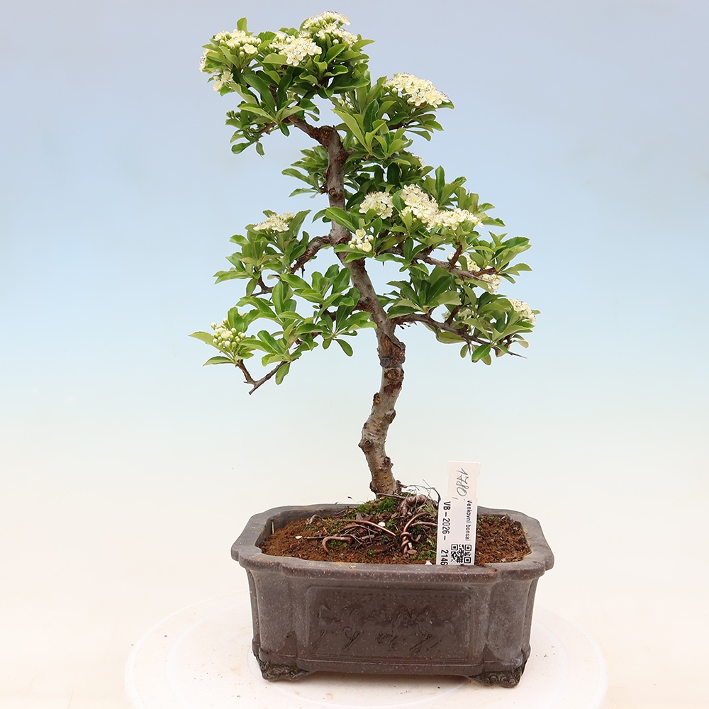 Bonsaï d'extérieur - Pyracantha teton - Pyracantha écarlate