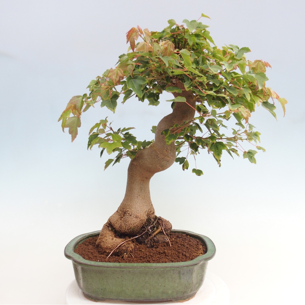 Bonsaï d'extérieur - Acer Buergerianum - Burger Maple