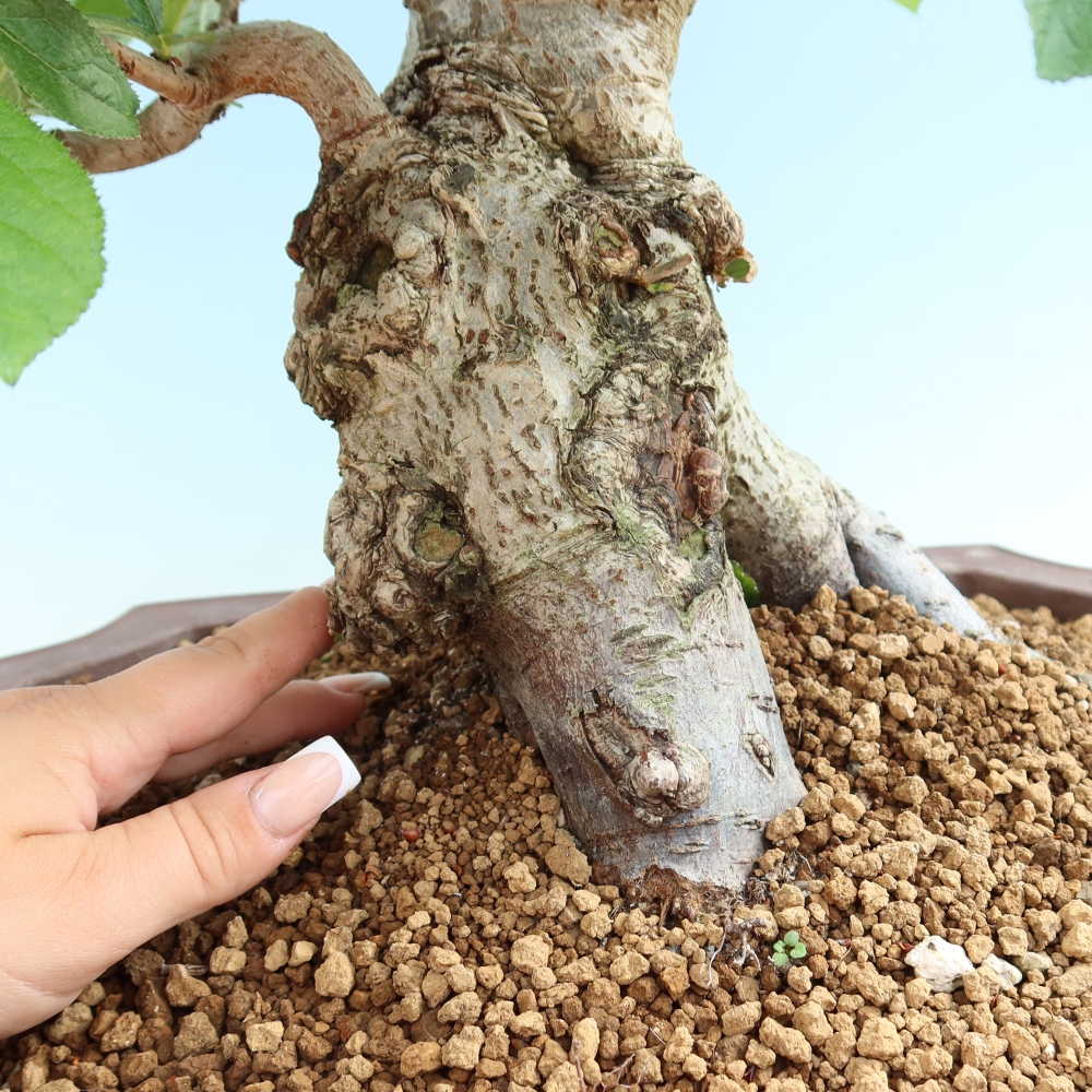 Bonsaï d'extérieur - Photinia villosa