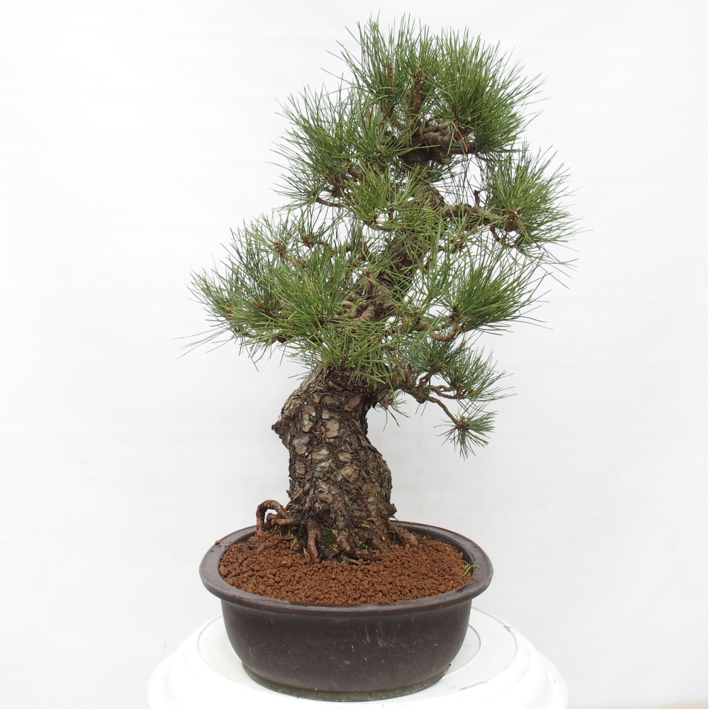 Bonsaï d'extérieur - Pinus thunbergii - Pin de Thunberg