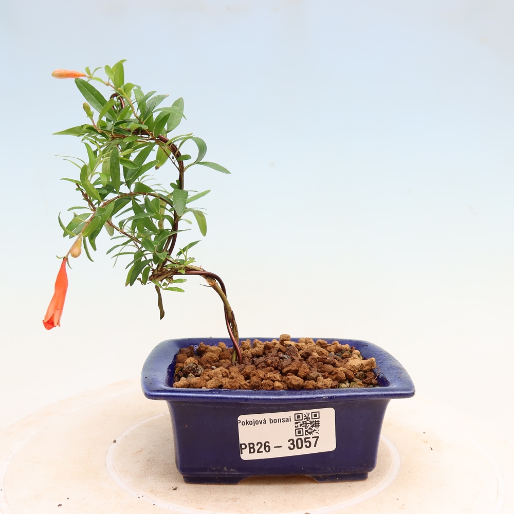 Bonsaï de chambre-PUNICA granatum nana-Pomme grenat
