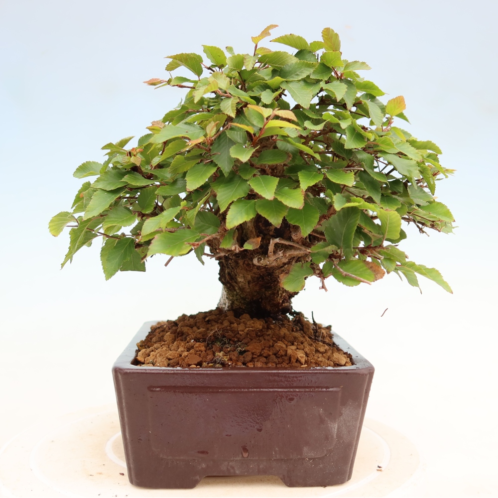 Bonsaï d'extérieur -Carpinus Coreana - Charme de Corée