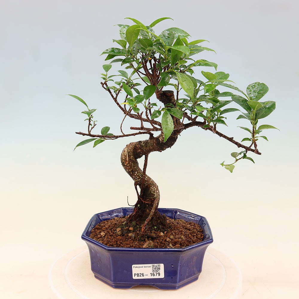 Salle bonsaï - Ficus retusa - ficus à petites feuilles
