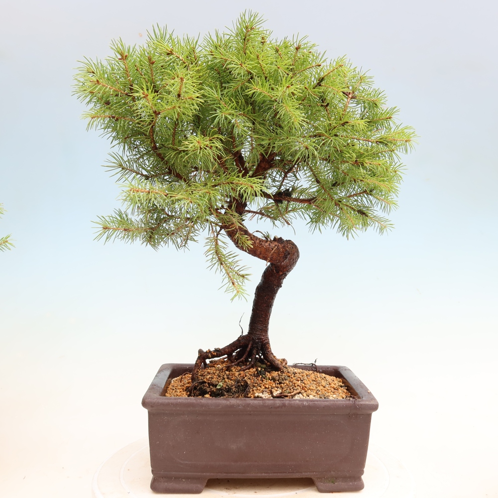 Bonsaï d'extérieur - Épicéa glauque - Picea glauca globe