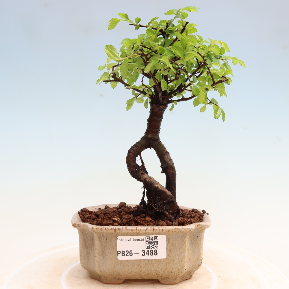 Bonsaï de chambre - Ulmus parvifolia - Orme à petites feuilles
