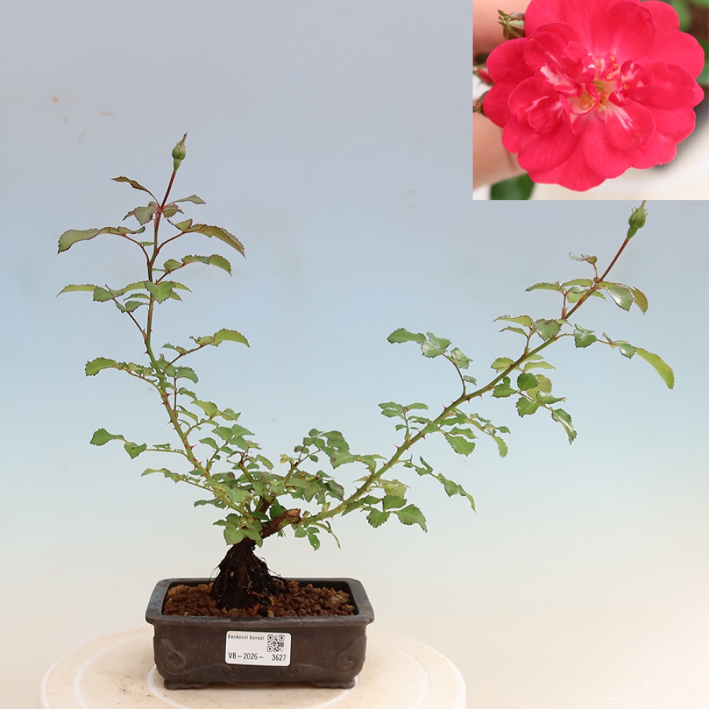 Bonsaï d'extérieur - Rosa Kordes - rose