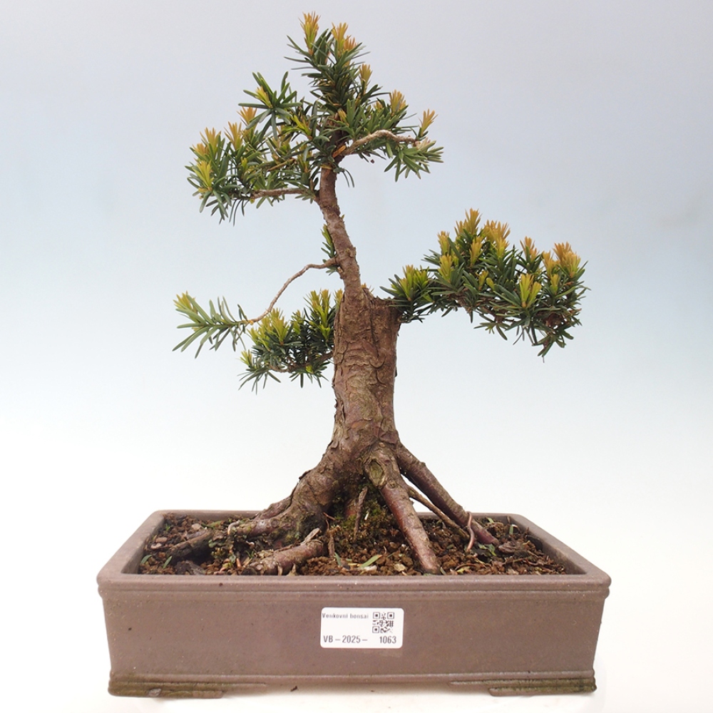 Bonsaï d'extérieur - Taxus cuspidata - If japonais