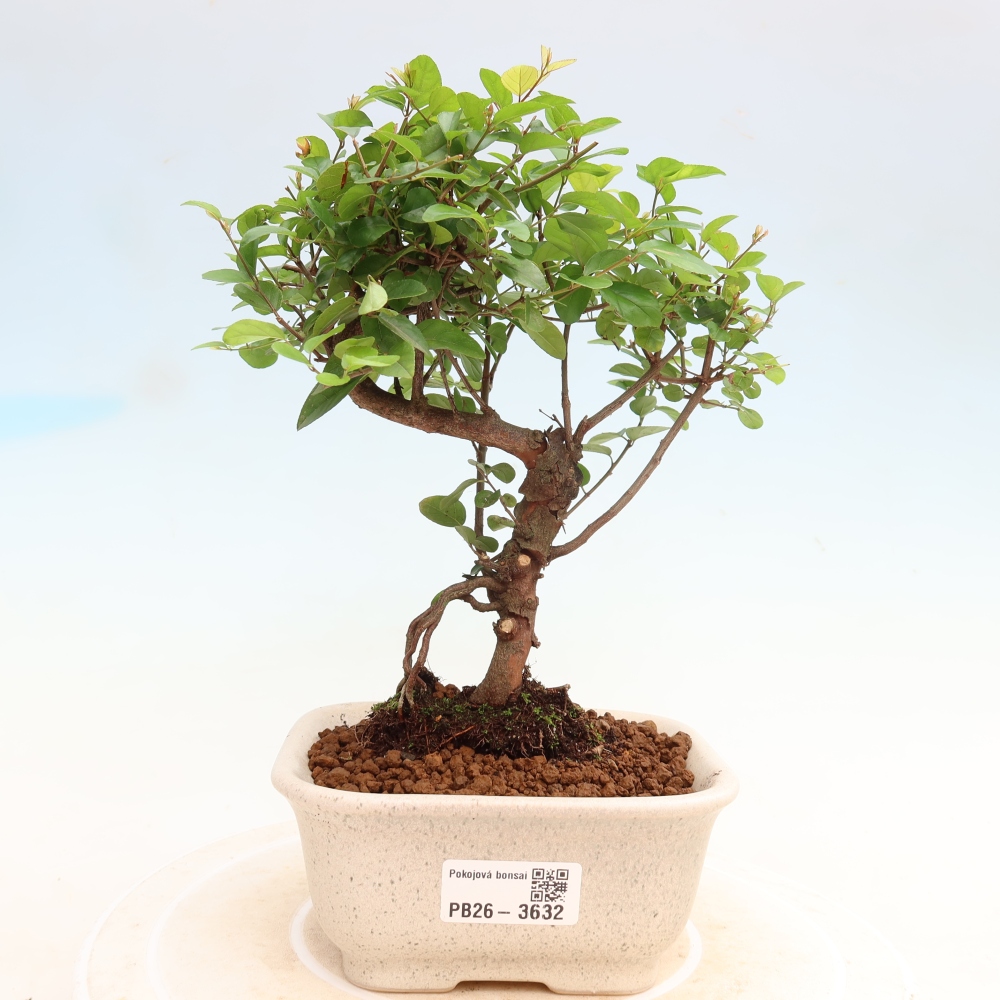 Bonsaï de chambre - Sageretia thea - Sageretia thea