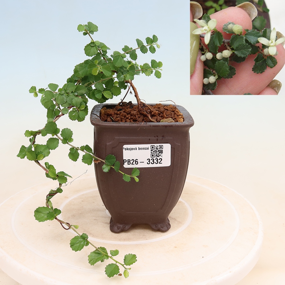 Bonsaï de chambre - Grewia sp. - Grewia malafolia