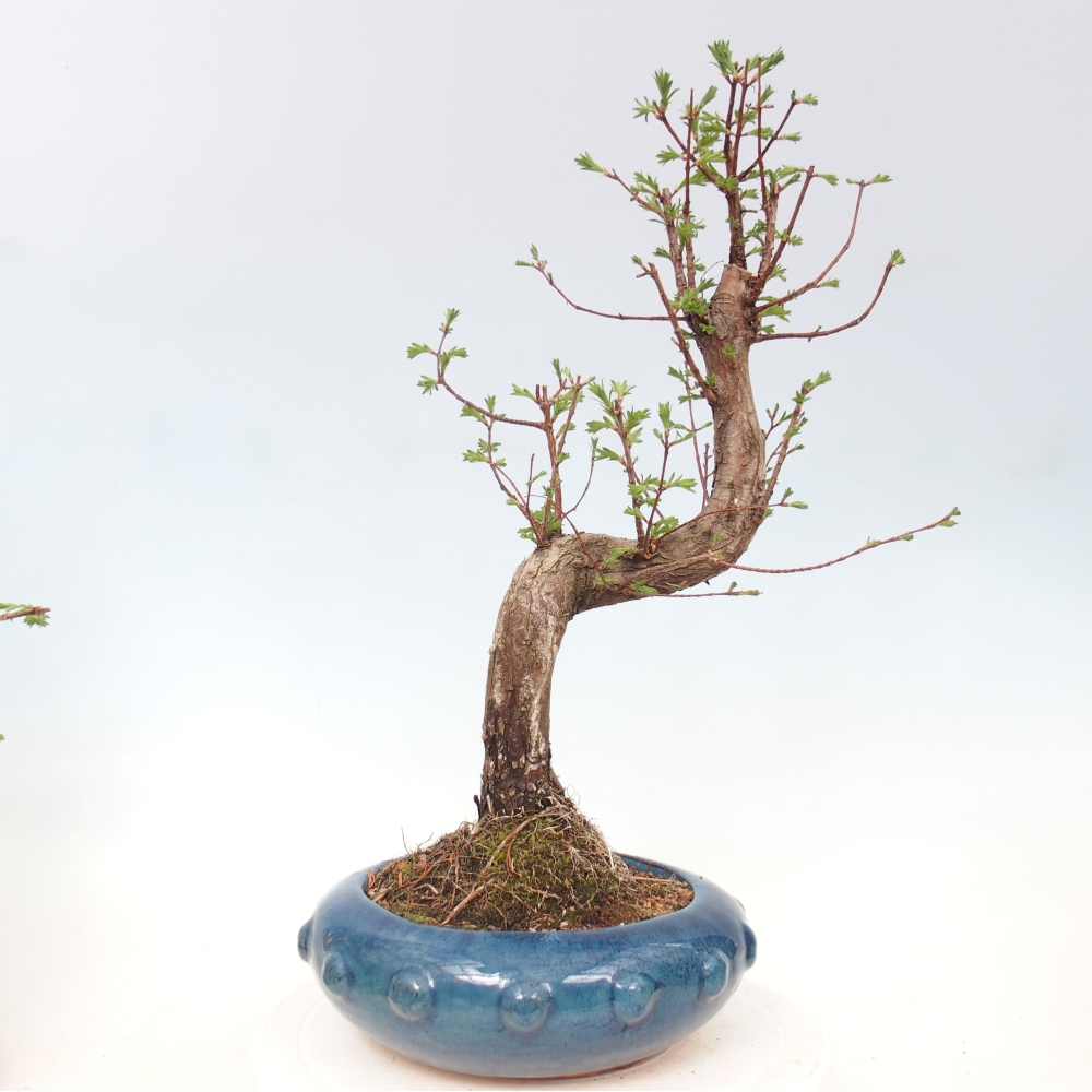 Bonsaï d'extérieur - Metasequoia glyptostroboides - Metasequoia chinois