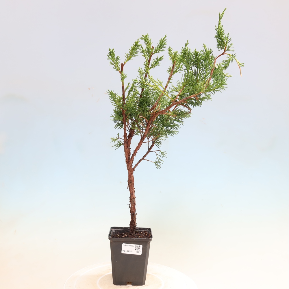 Bonsaï d'extérieur - Juniperus chinensis Kishu