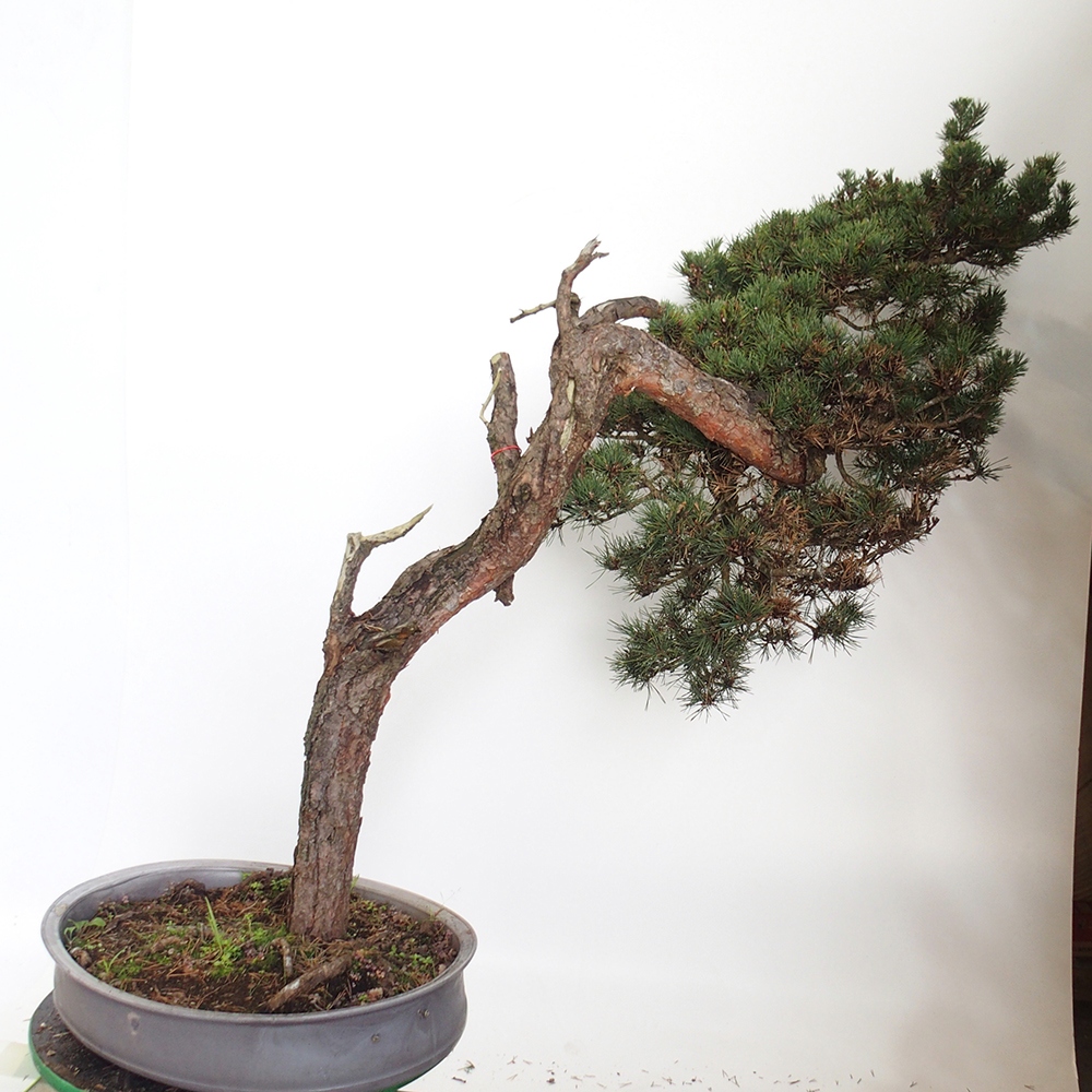 Yamadori - Pinus sylvestris Espagne