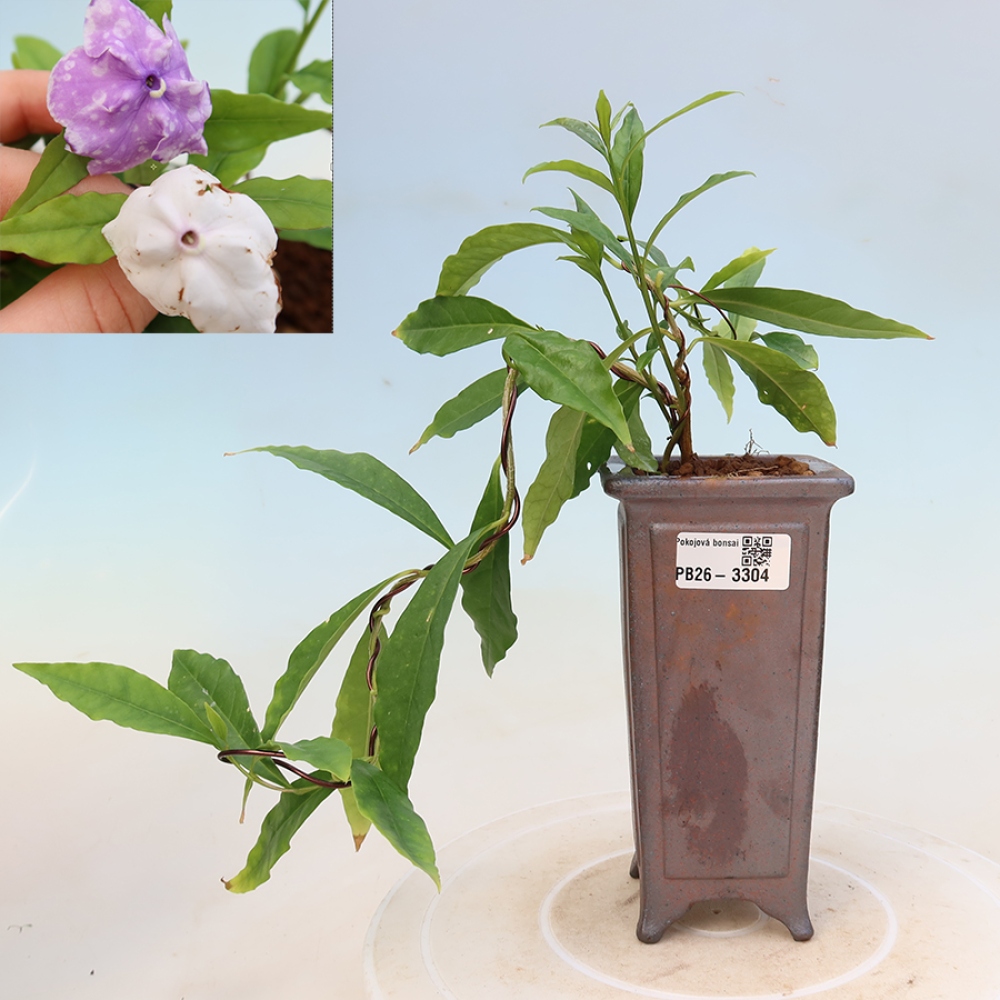 Bonsaï d'intérieur - Plante « melati costa » - Brunfelsia