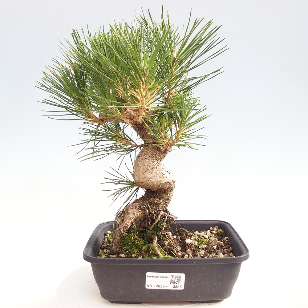 Bonsaï d'extérieur - Pinus thunbergii - Pin de Thunberg