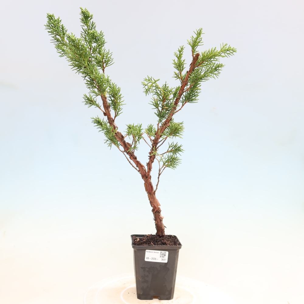 Bonsaï d'extérieur - Juniperus chinensis Kishu