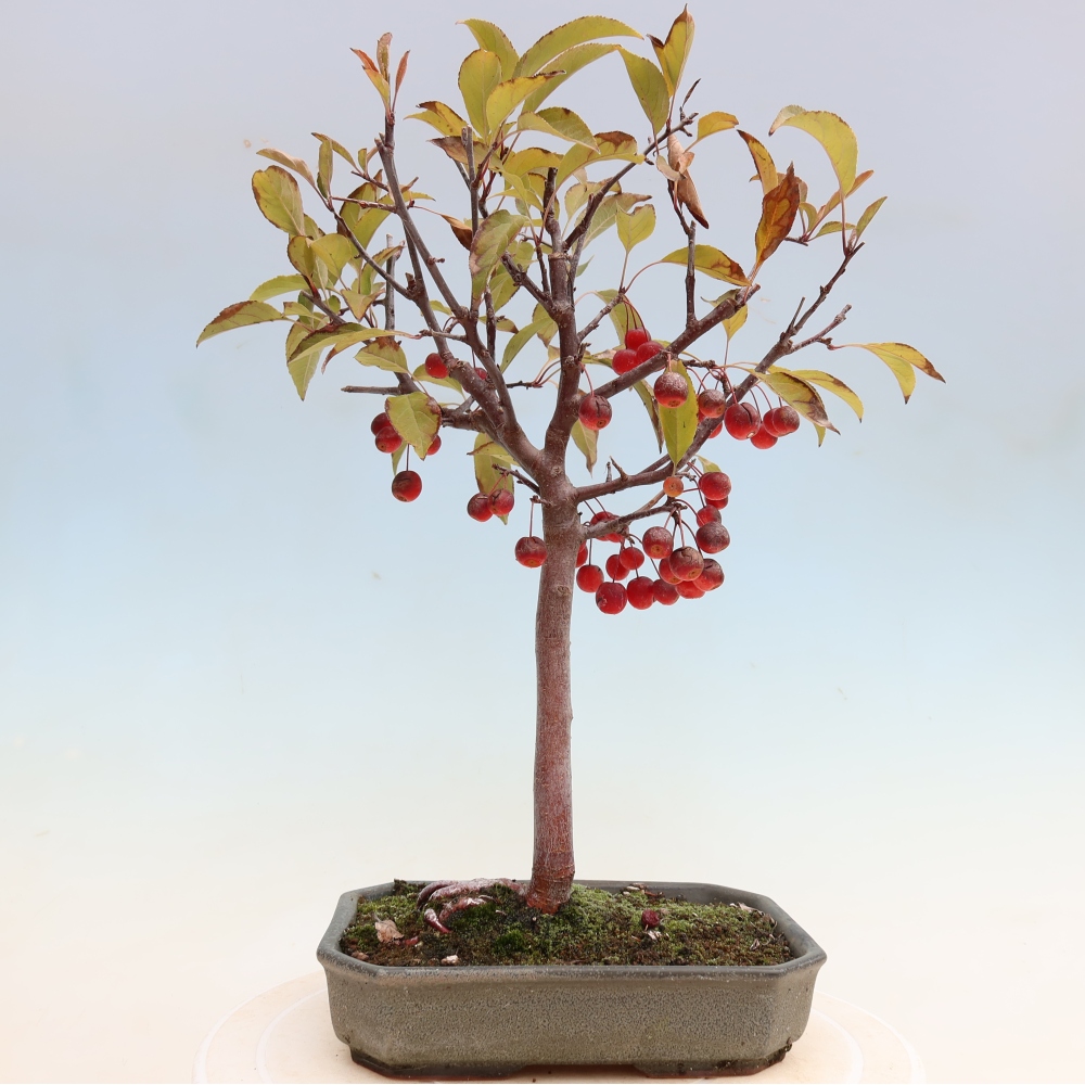 Bonsaï d'extérieur -Malus domestica - Pommier à petits fruits et à feuilles rouges