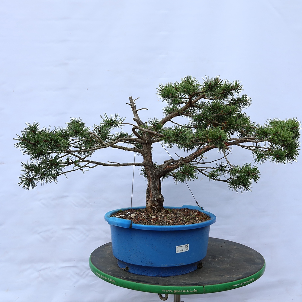Pinus sylvestris Espagne - pin sylvestre