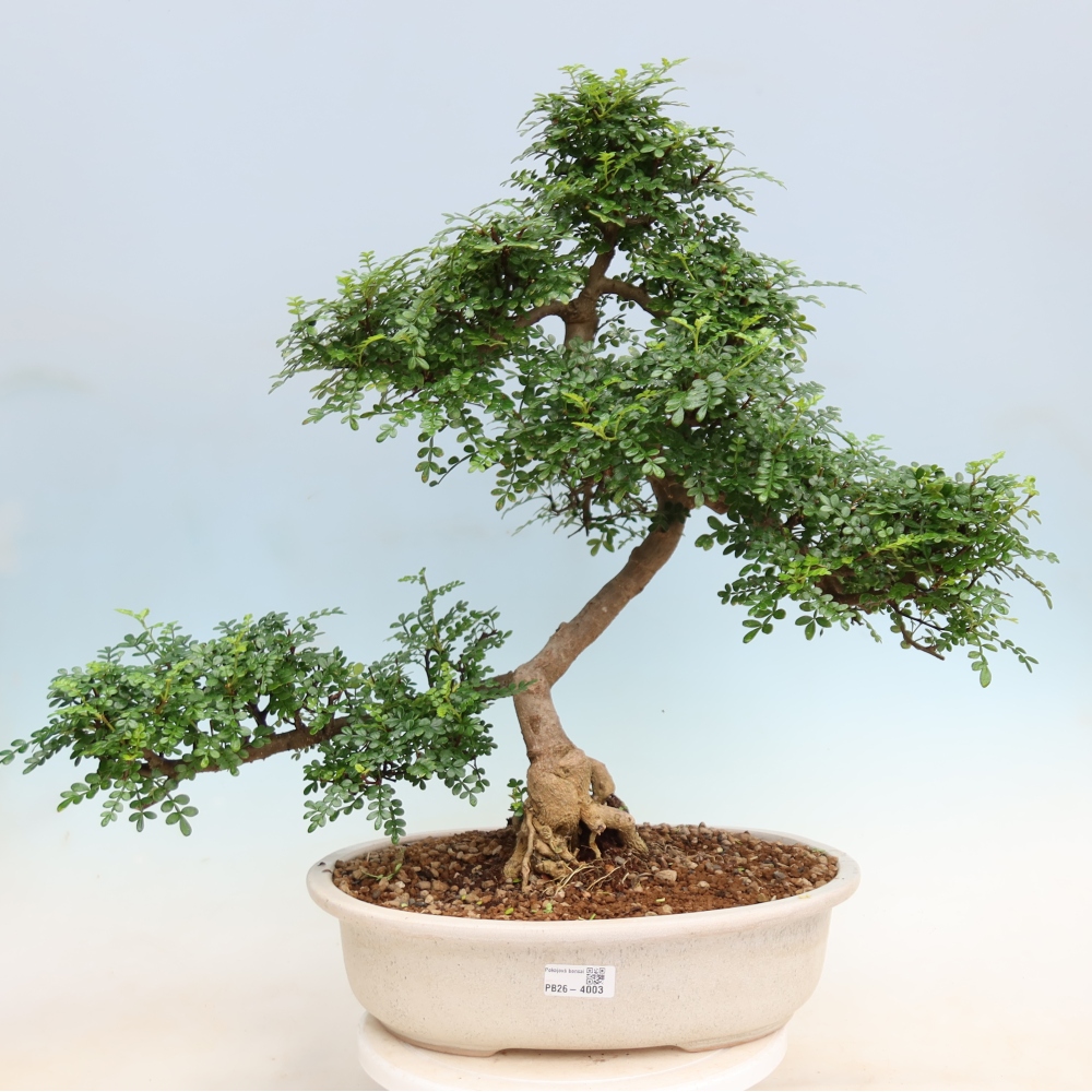 Salle bonsaï - Zantoxylum piperitum - arbre à poivre
