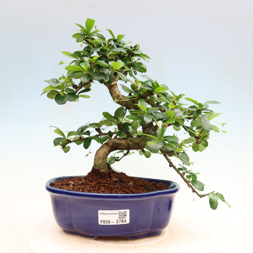Bonsaï de chambre - Carmona macrophylla - Tea fuki