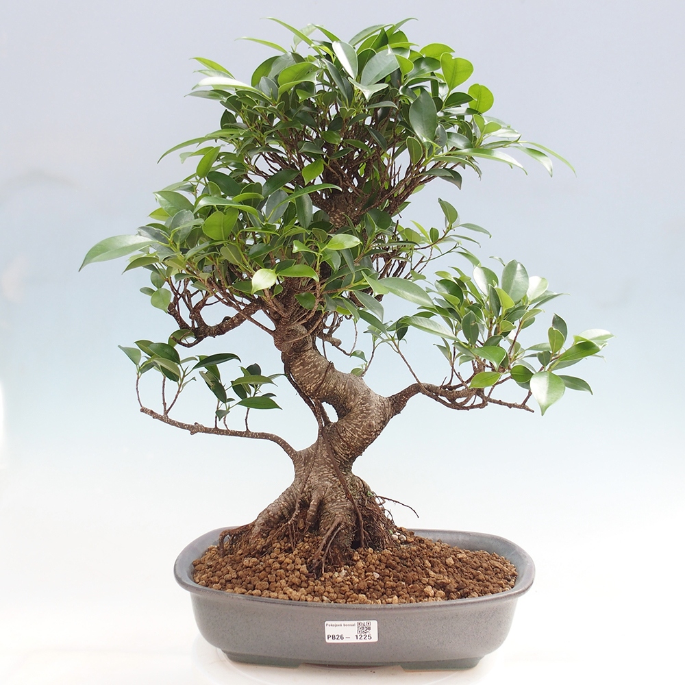 Salle bonsaï - Ficus kimmen - ficus à petites feuilles