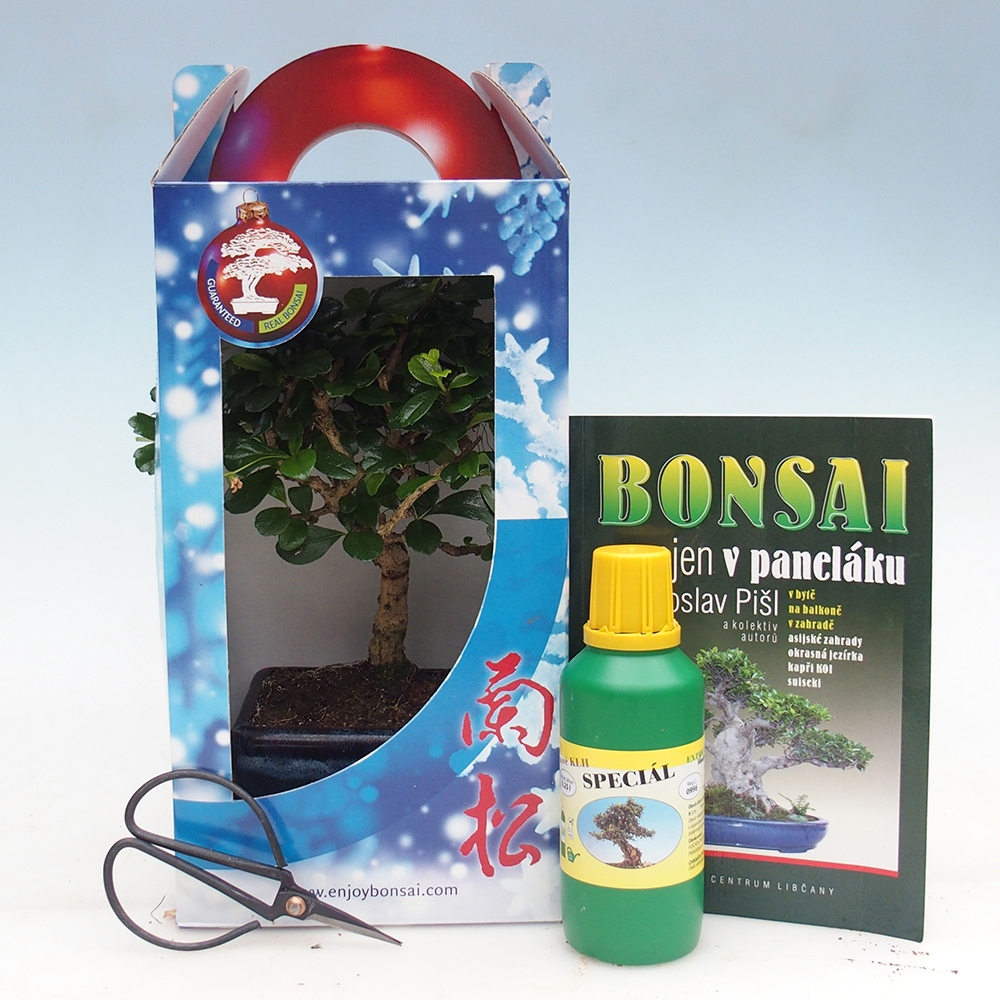 Bonsaï de chambre en boîte cadeau Carmona microphylla - Tea fuki