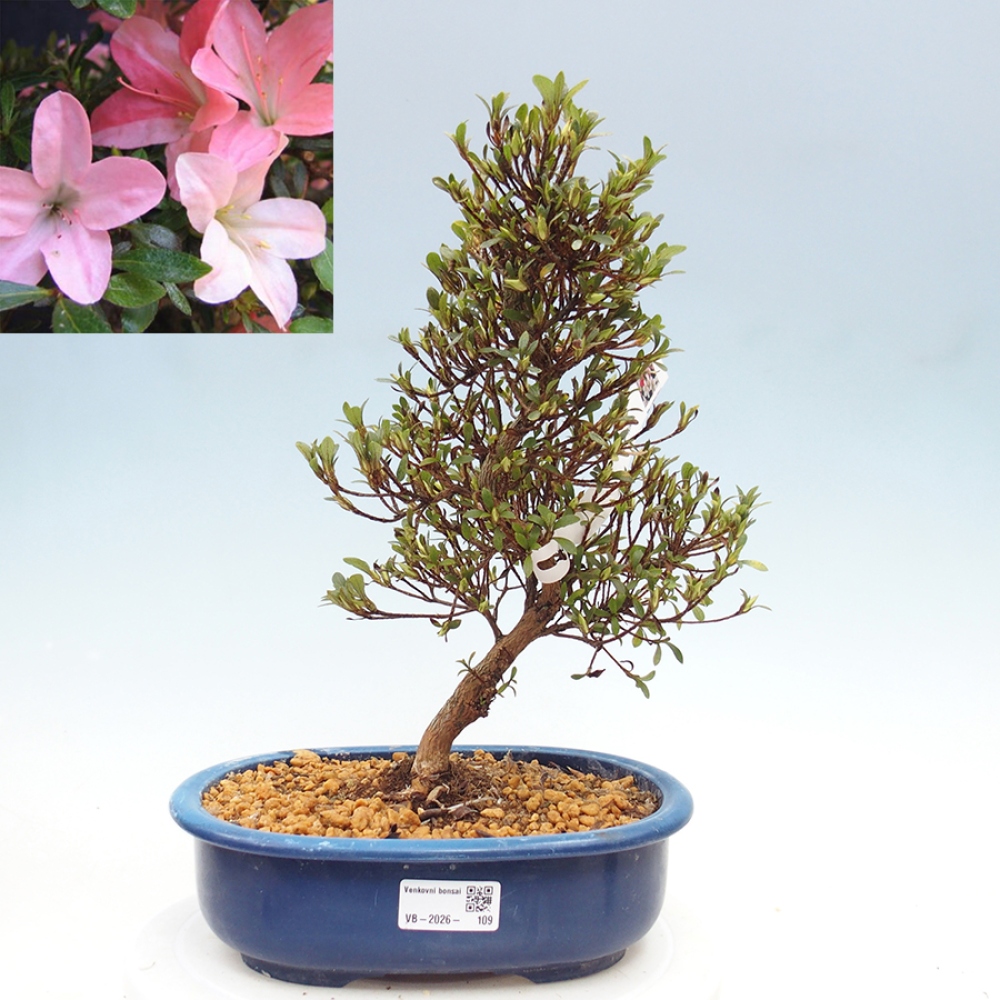 Bonsaï d'extérieur - Azalée japonaise - Azalea Nikko