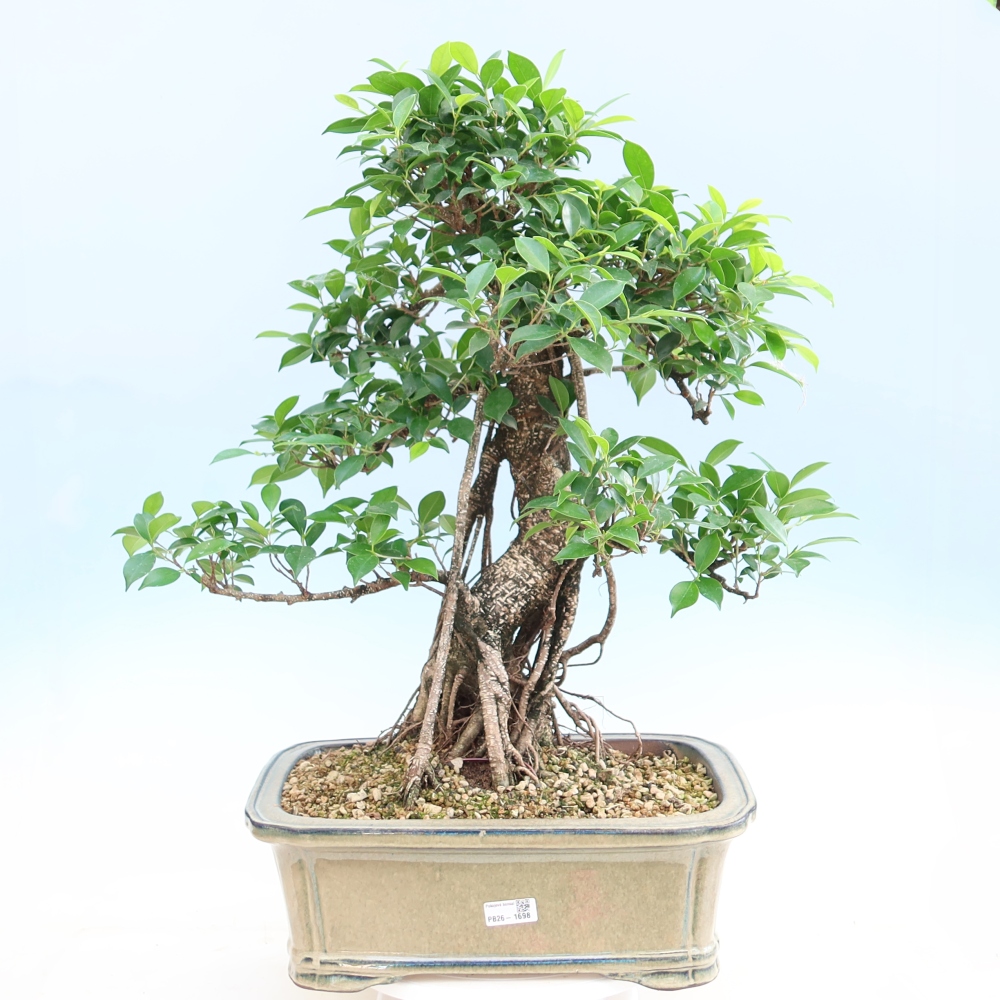 Salle bonsaï - Ficus kimmen - ficus à petites feuilles