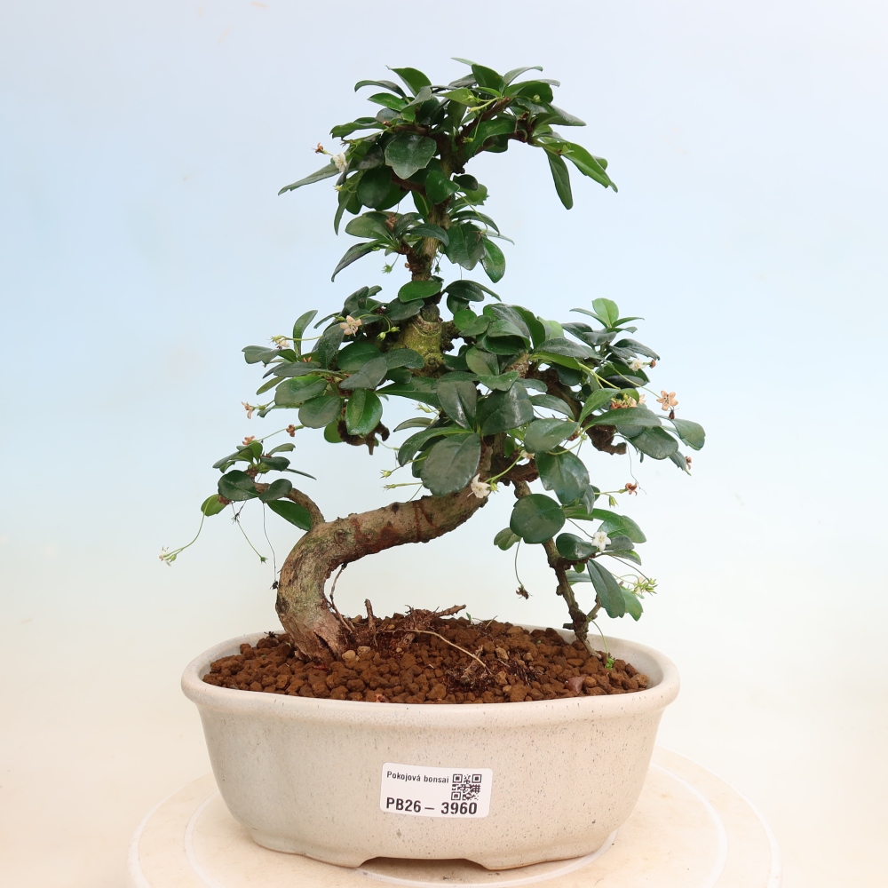 Bonsaï de chambre - Carmona macrophylla - Tea fuki