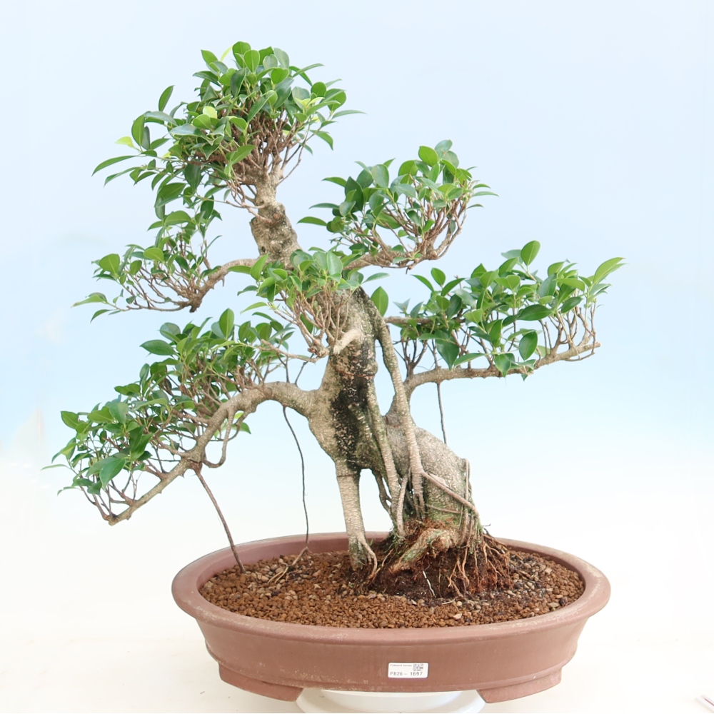 Salle bonsaï - Ficus kimmen - ficus à petites feuilles