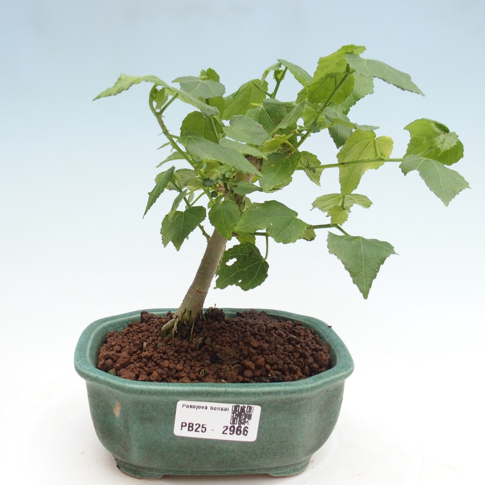 Bonsaï d'intérieur - Malvaviscus arboreus