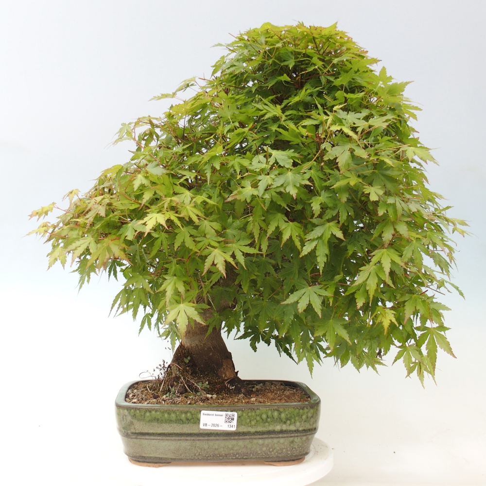 Bonsaï d'extérieur - Acer palmatum - préparation des palettes UNIQUEMENT