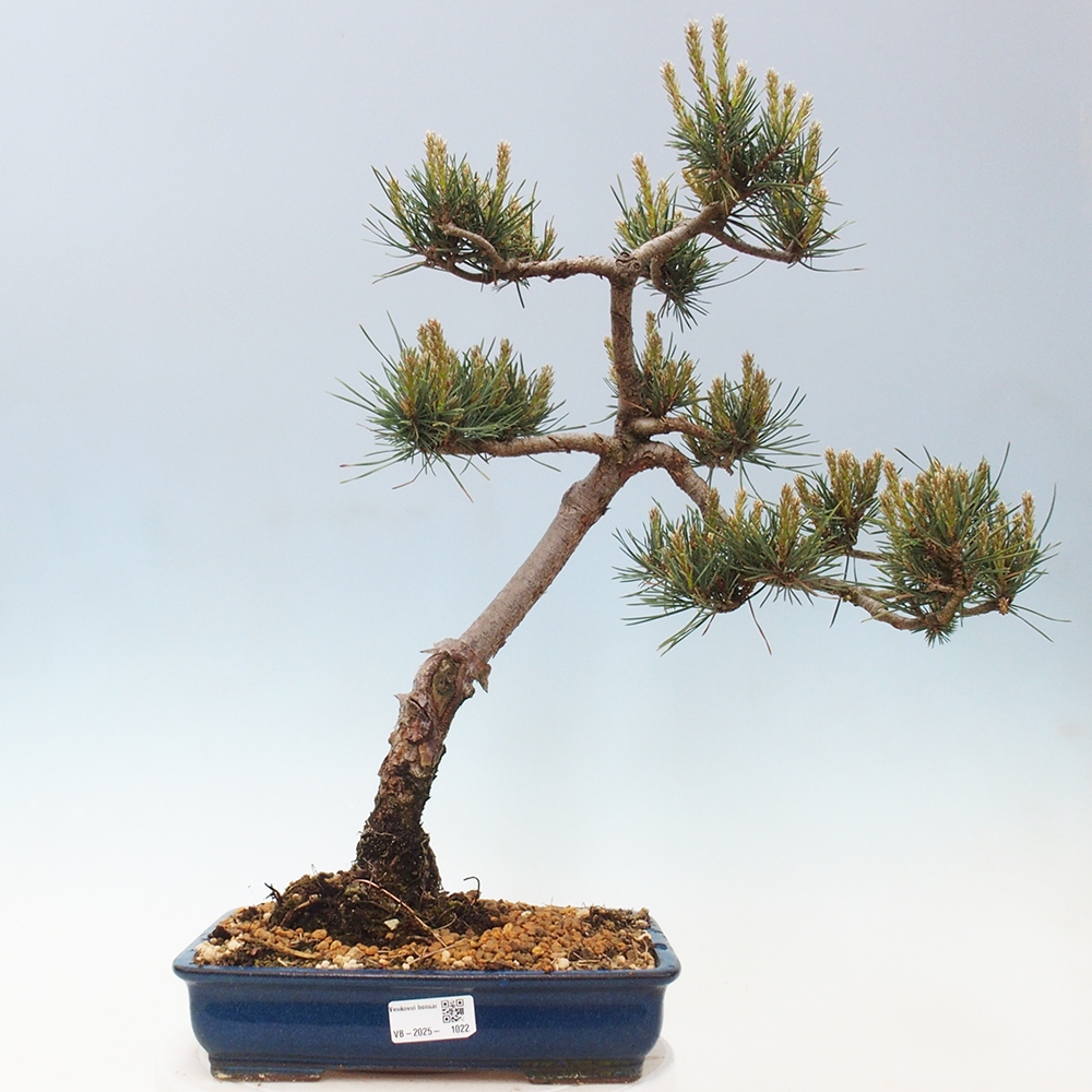 Bonsaï d'extérieur - Pinus Sylvestris Watererri - Pin sylvestre