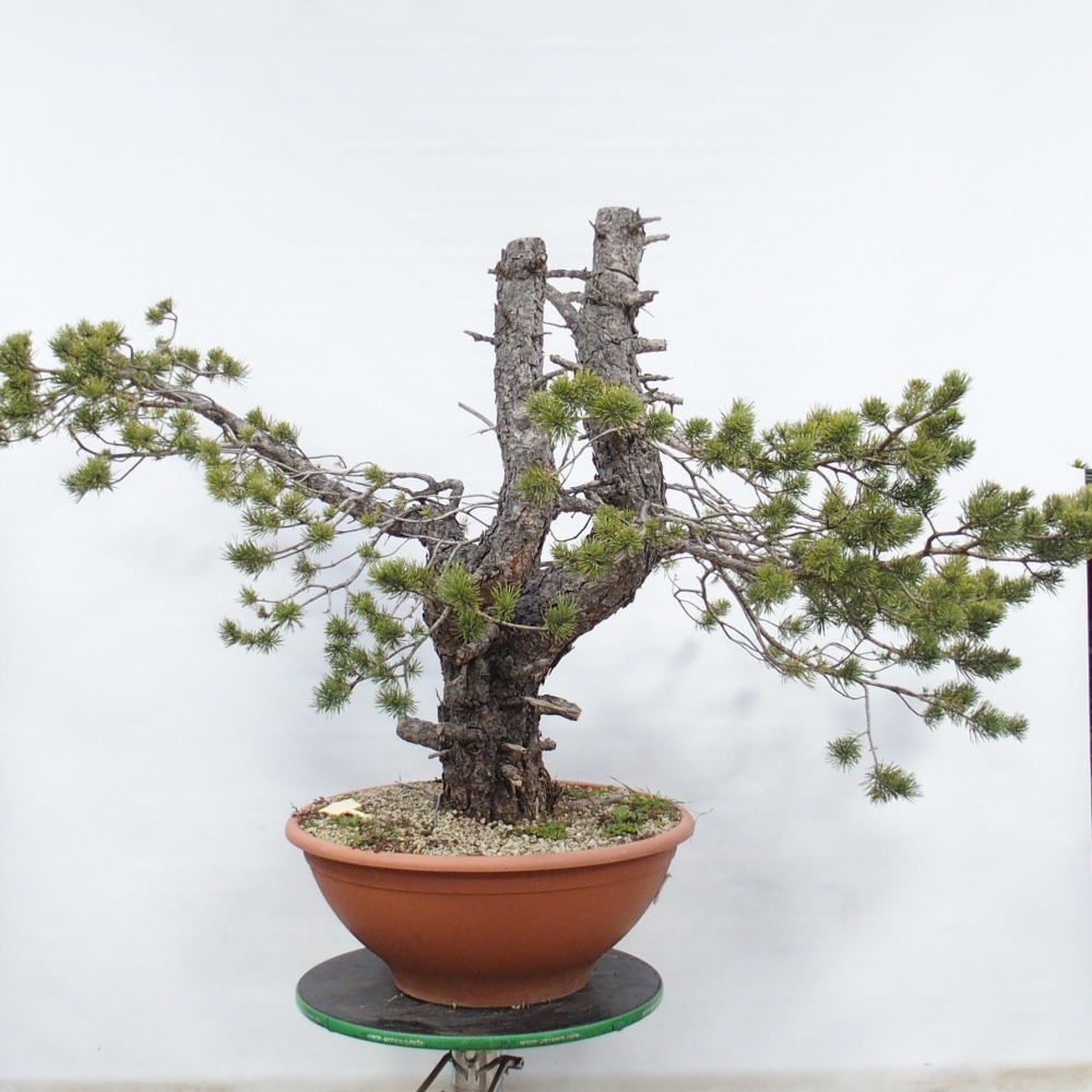 Yamadori - Pinus sylvestris Espagne