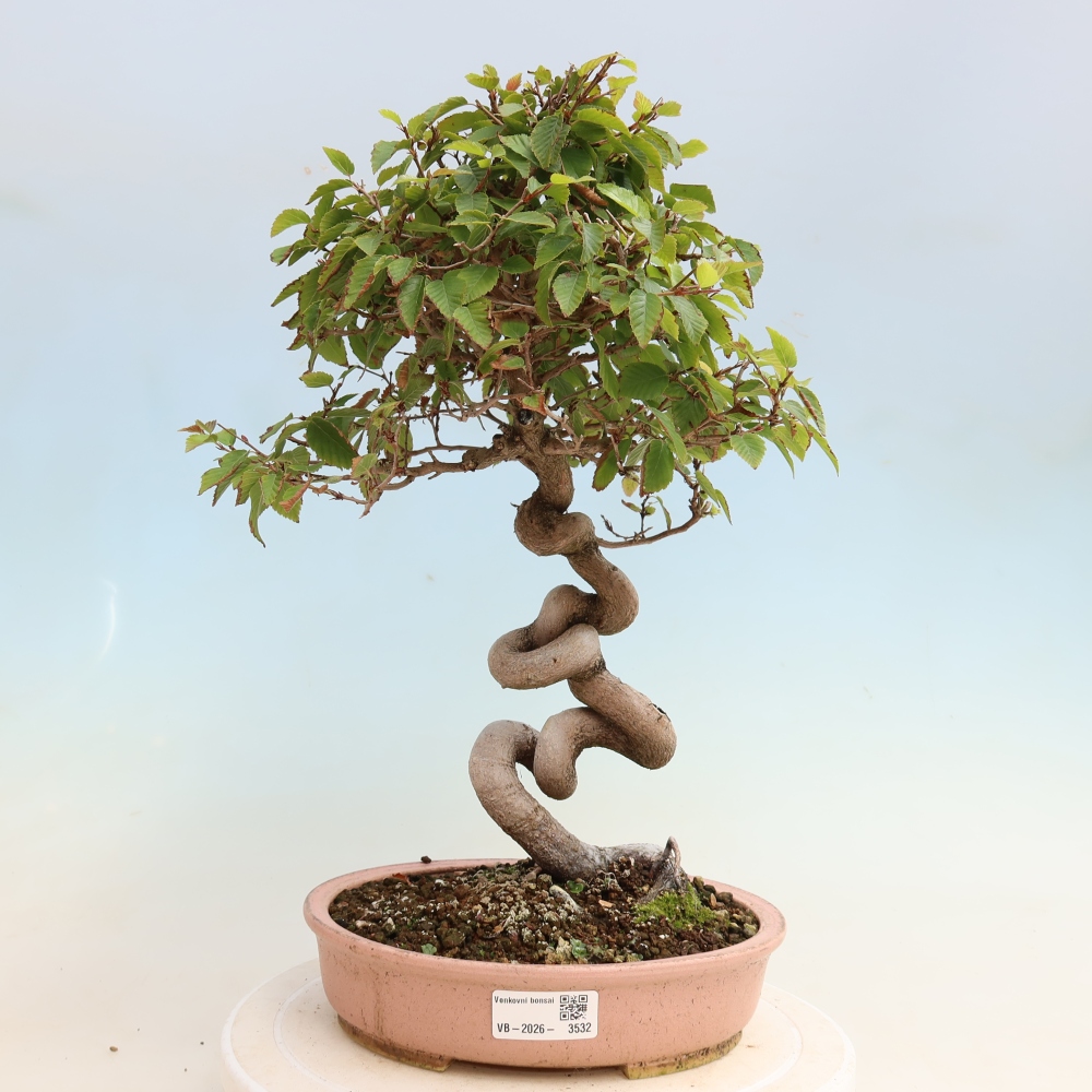 Bonsaï d'extérieur -Carpinus CARPINOIDES - Charme de Corée