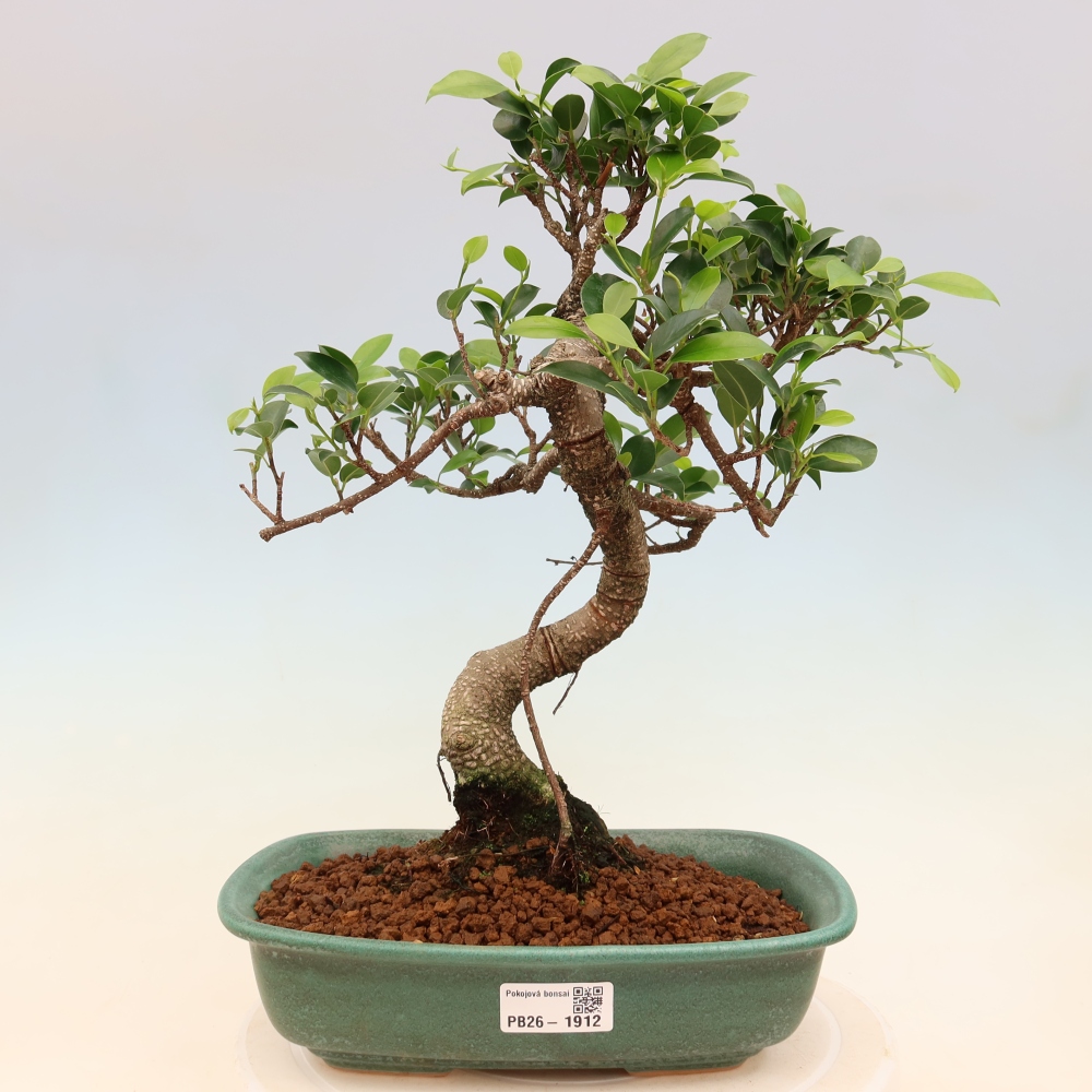 Salle bonsaï - Ficus kimmen - ficus à petites feuilles