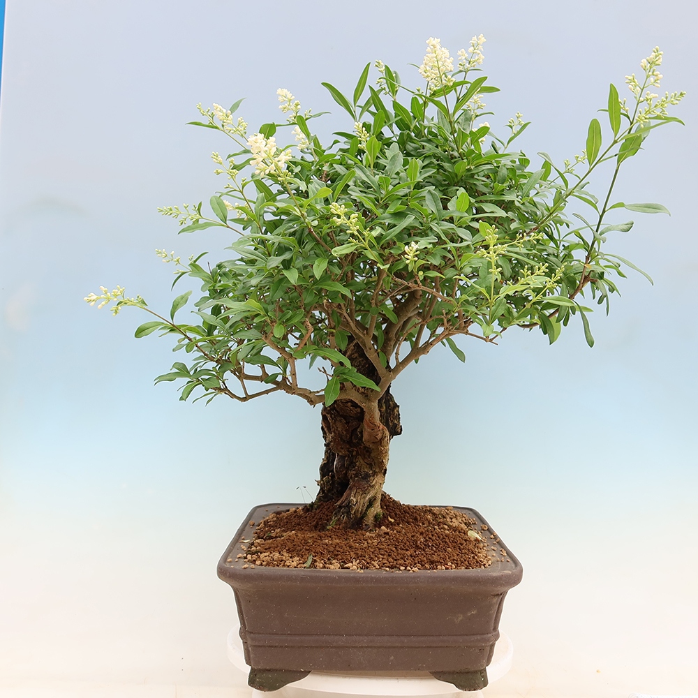 Bonsaï d'extérieur - Ligustrum vulgare - Bec d'oiseau