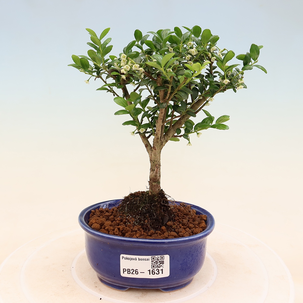 Bonsaï de chambre - Ilex crenata - Houx